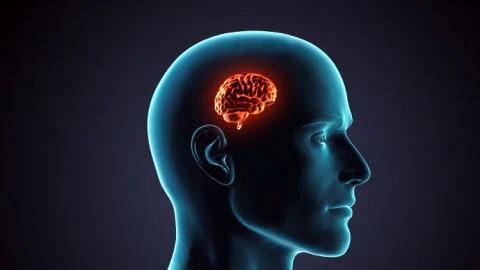 Avoir un petit cerveau.